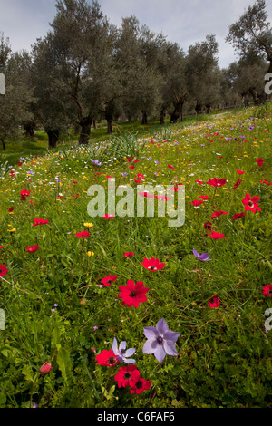 Vieux Oliviers, fleuri avec camomille et peacock et les anémones, sur l'île de Lesbos (Mytilène), Grèce. Banque D'Images