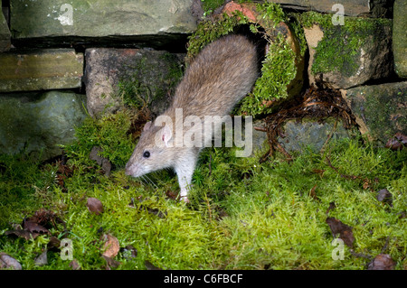 Rat surmulot, Rattus norvegicus)(dans drain. Banque D'Images