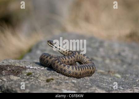 Adder ( vipera berus.) Banque D'Images