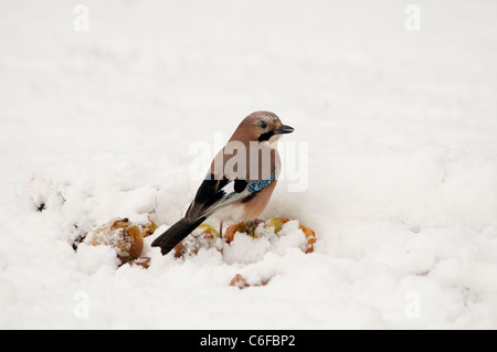 Jay.(Garrulus glandarius.)Neige au sol. Banque D'Images