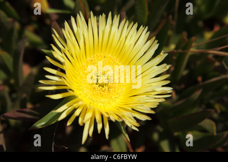 Un Hottentot jaune Fig (Carpobrotus edulis) fleur en fleur. Banque D'Images