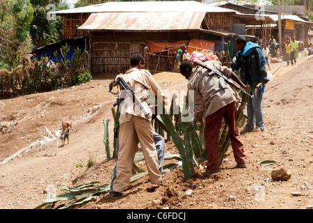 Une clôture de cactus est soigneusement retiré dans une ville dans la montagne Chercher, Eastern Highlands, l'Éthiopie, l'Afrique. Banque D'Images