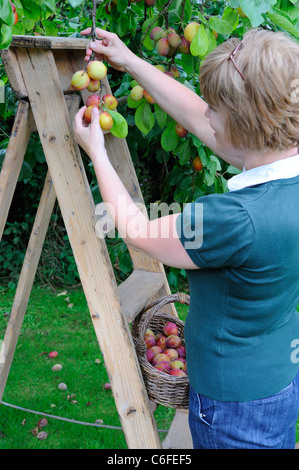 Woman picking prunes Victoria d'arbre avec des fruits mûrs dans panier et escabeau, Royaume-Uni, Août Banque D'Images