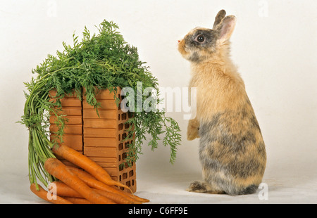 Lapin nain - Comité permanent en plus de carottes Banque D'Images