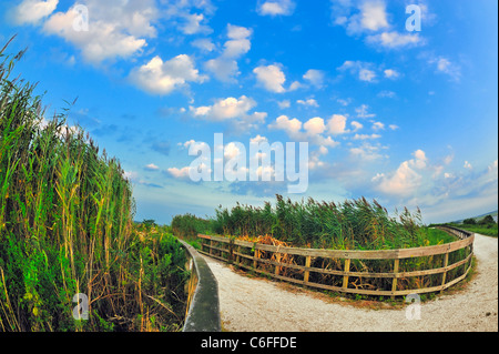 Grand Marais, roseaux qui souffle dans le vent, avec chemin de galets et courbés des barrières autour de l'herbe des marais, nuages, Levy, Merrick Park NY Banque D'Images