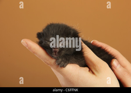 Chat domestique - chaton en main Banque D'Images