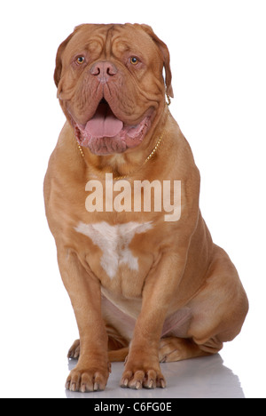 Portrait de Dogue de Bordeaux isolated on white Banque D'Images