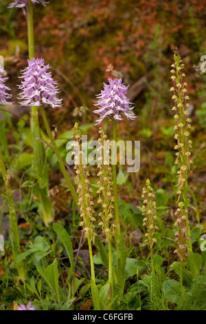 Man Orchid (Orchis anthropohora Aceras  =) et l'Italien Orchid (Orchis italica) croissant en masse, au sud de l'Italie. Banque D'Images