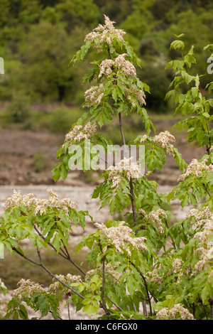 Manna Ash ou Fraxinus ornus Orne, en fleur, le printemps.L'Italie. Banque D'Images