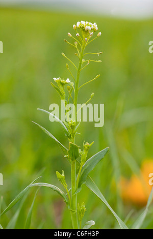 Balle blanche Moutarde, Calepina irregularis en fleur. L'Europe du sud dans la lutte contre les mauvaises herbes. Italie Banque D'Images