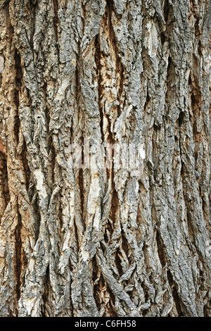 Vertical image de l'écorce sur un vieux Populus fremontii) tronc d'arbre Banque D'Images