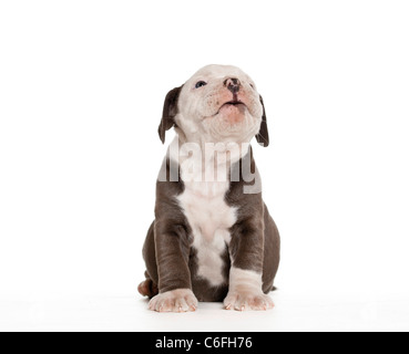Bulldog anglais - chiot - séance Banque D'Images