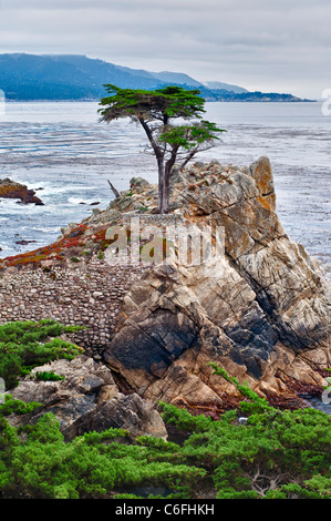 Le fameux Lone Cypress tree (Cupressus macrocarpa) de Pebble Beach, en Californie. Banque D'Images