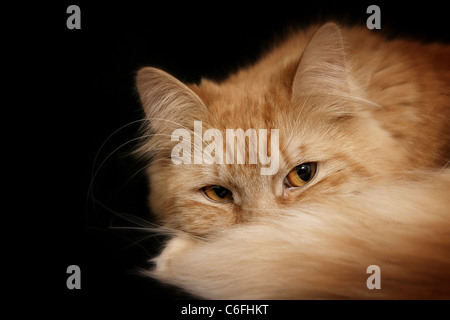 - Lying cat Longhair allemande Banque D'Images