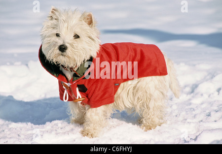 West Highland White Terrier. Hot dog wearing jacket, debout dans la neige Banque D'Images