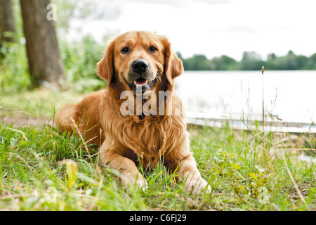 Golden Retriever dog - lying on meadow Banque D'Images