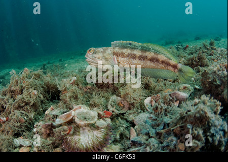 Bagué mâle Jawfish, Opistognathus macrognathus, nage sur le fond de l'Lake Worth Lagoon, comté de Palm Beach, en Floride. Banque D'Images