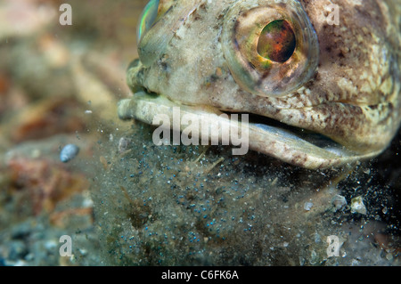 Bagué mâle Jawfish, Opistognathus macrognathus, creuse et prépare son terrier avant la parade nuptiale et l'accouplement. Banque D'Images