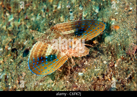 Blue Spotted Sea Robin, Prionotus roseus, nage vers le bas de l'Lake Worth Lagoon, Singer Island, en Floride. Banque D'Images