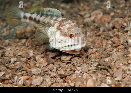 Bagué mâle Jawfish, Opistognathus macrognathus, creuse et prépare son terrier avant la parade nuptiale et l'accouplement. Banque D'Images