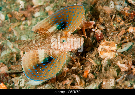 Blue Spotted Sea Robin, Prionotus roseus, nage vers le bas de l'Lake Worth Lagoon, Singer Island, en Floride. Banque D'Images