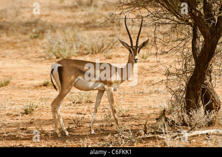 La gazelle de Grant mâle, Samburu Game Reserve, Kenya Banque D'Images