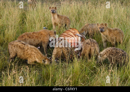 Hyènes de manger des gnous carcasse, Masai Mara, Kenya Banque D'Images