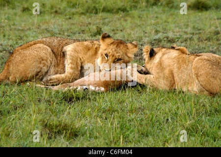 Des lionceaux bébé manger Eland, Masai Mara, Kenya Banque D'Images