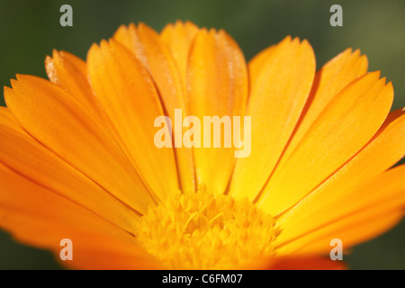 Close up of marigold bud Banque D'Images