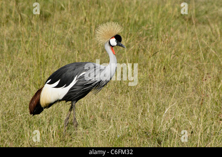 Gray (Gris) grue couronnée de marcher dans l'herbe, Masai Mara, Kenya Banque D'Images