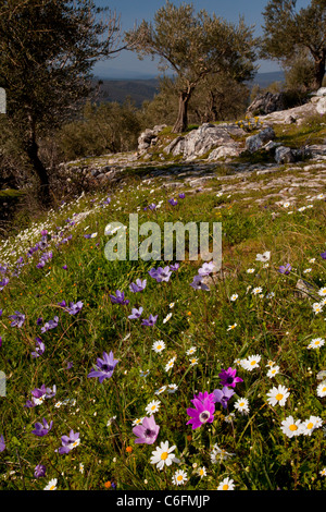 Vieux Oliviers, fleuri avec camomille et Peacock, anémones, sur l'île de Lesbos (Mytilène), Grèce Banque D'Images