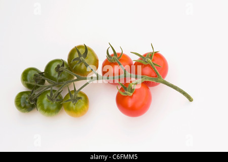Lycopersicon esculentum. Tomates sur une vigne sur un fond blanc. Banque D'Images
