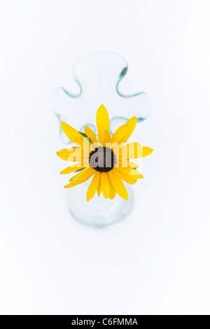 Rudbeckia hirta. Échinacée pourpre. Seule la tige de fleurs dans un vase en verre sur un fond blanc. Banque D'Images