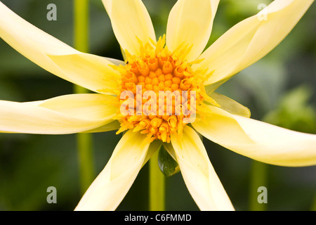 Dahlia jaune 'Honka'. Seule fleur Dahlia. Banque D'Images