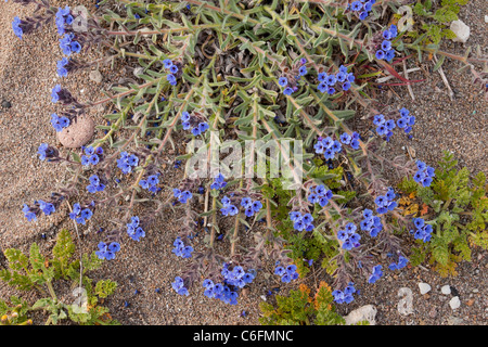 L'Orcanette Dyer, Alkanna tinctoria A.  = lehmanii sur dunes à Skala Eressos, Hochenschwand (plage) sur Lesvos (Lesbos), Grèce. Banque D'Images