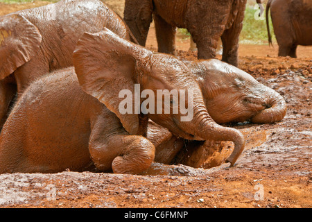 Les éléphants orphelins se vautrer dans la boue, Sheldrick Wildlife Trust, Nairobi, Kenya Banque D'Images