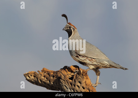 De Gambel (Callipepla gambelii) Caille Banque D'Images