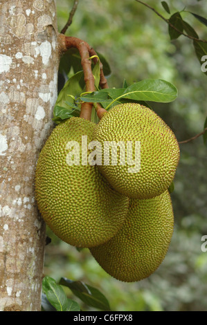 Un tas de Jacquier (Artocarpus heterophyllus énorme) suspendu à l'arbre dans le Nord de la Thaïlande Banque D'Images