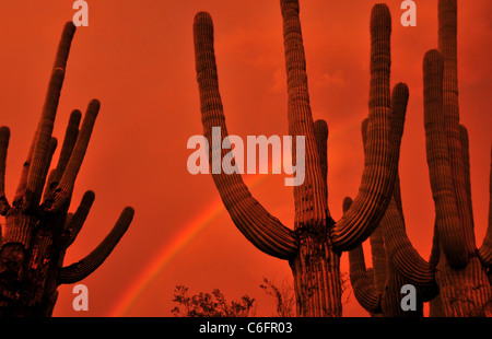 Un arc-en-ciel apparaît au coucher du soleil pendant une tempête de pluie de mousson à Tucson, Arizona, désert de Sonora, USA. Banque D'Images