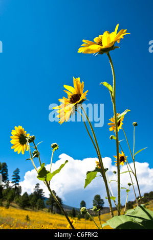 Le tournesol est une commune largement ramifiée, stout, annuel 1 1/2-8 ft. de hauteur, avec des feuilles et tiges velues grossièrement. Banque D'Images