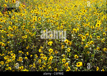 Le tournesol est une commune largement ramifiée, stout, annuel 1 1/2-8 ft. de hauteur, avec des feuilles et tiges velues grossièrement. Banque D'Images