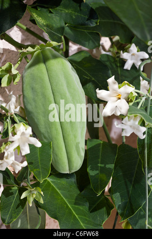 Fruits et fleurs d'un cruel Vine (Araujia sericifera). Fruits et fleurs d'une plante cruelle (Araujia sericifera). Banque D'Images