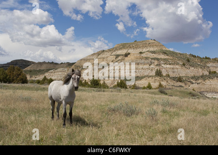 Cheval sauvage (Wild), Parc National Theodore Roosevelt Banque D'Images