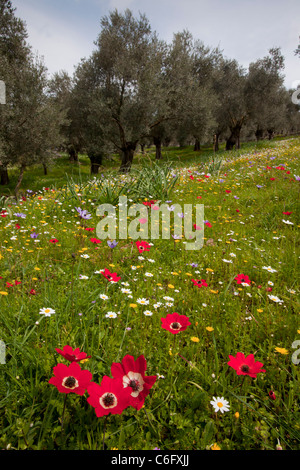 Vieux Oliviers, fleuri avec camomille et peacock et les anémones, sur l'île de Lesbos (Mytilène), Grèce. Banque D'Images