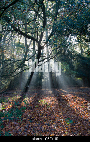 Les rayons du soleil traversant les arbres en forêt d'automne pour illuminer les feuilles tombées Banque D'Images