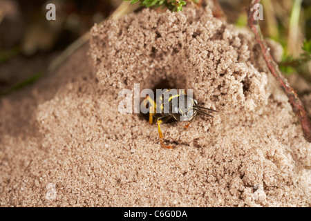 Domaine digger wasp, Mellinus arvensis sortant de son nid, un terrier dans sol sablonneux, au Royaume-Uni. Banque D'Images