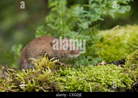 Champ queue courte.( des campagnols Microtus agrestis.) Banque D'Images