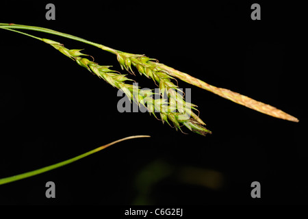 Bois et de carex, Carex sylvatica Banque D'Images