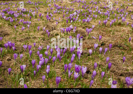 Masses d'un veluchensis Crocus Crocus, sauvages dans les montagnes de Rila, Bulgarie centrale Banque D'Images