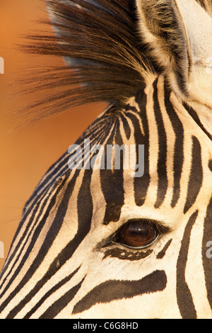 Burchell (plaines) zebra, Equus burchelli, Kruger National Park, Afrique du Sud Banque D'Images